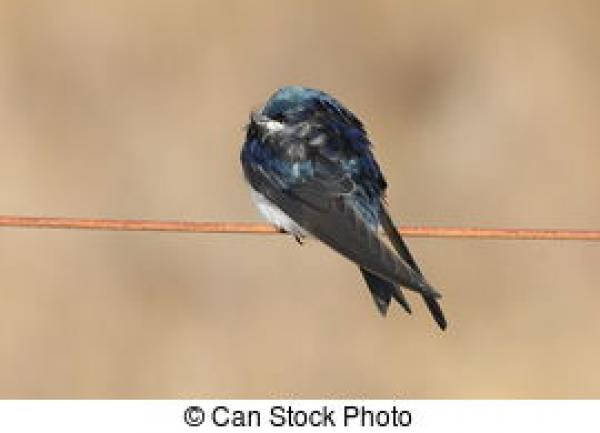 preview Tree Swallow clipart