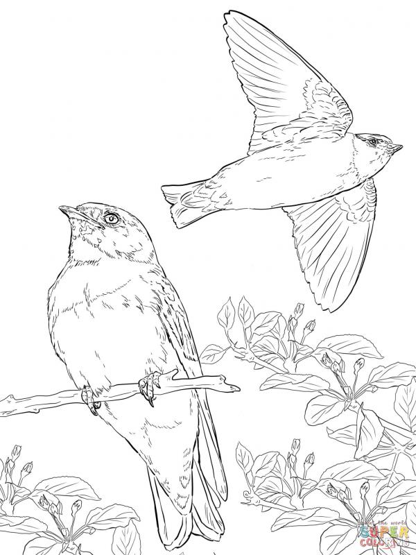 preview Tree Swallow coloring