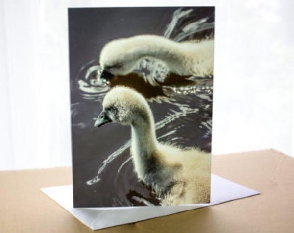 preview Trumpeter Swan svg