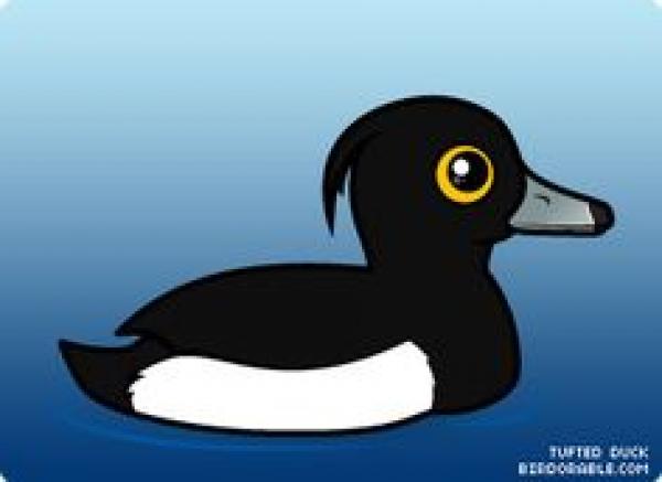 preview Tufted Duck clipart