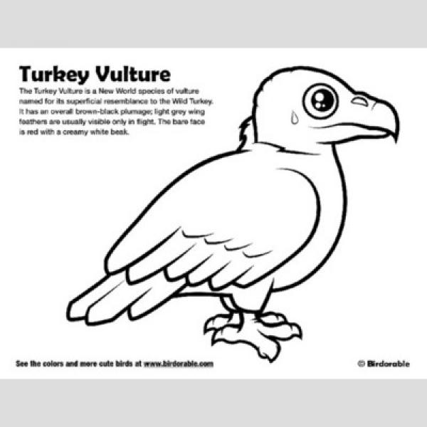preview Turkey Vulture coloring