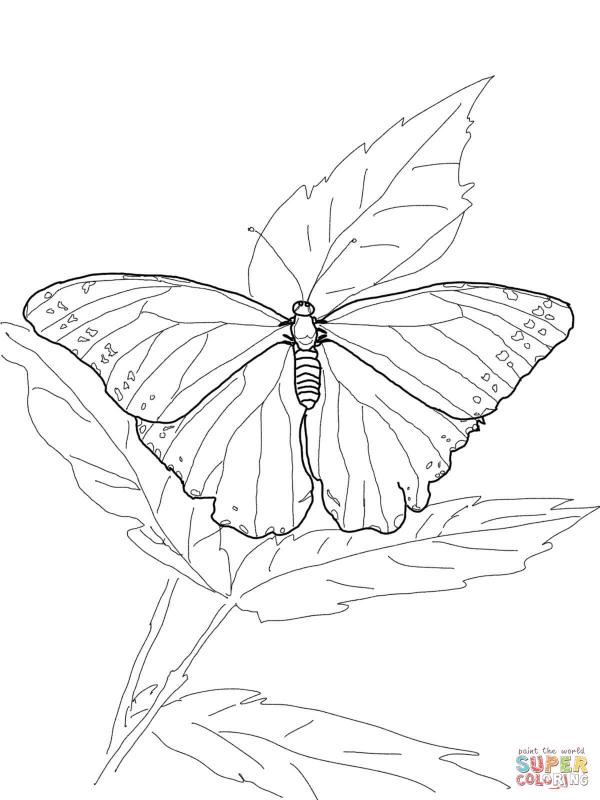 preview Ulysses Butterfly coloring