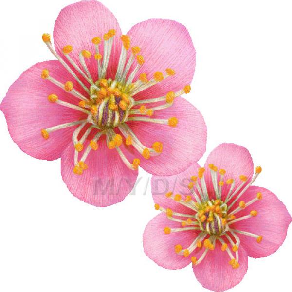 Prunus Blossom clipart