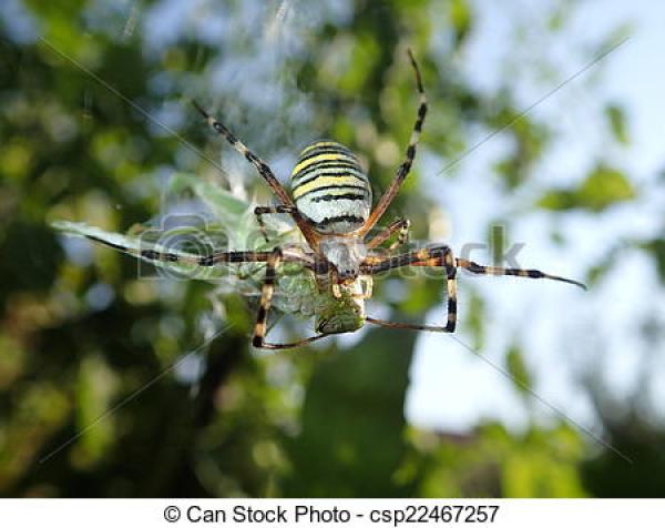 preview Wasp Spider clipart
