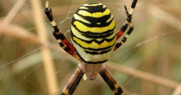 preview Wasp Spider svg