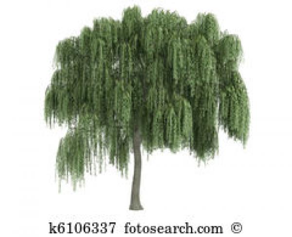 preview Weeping Willow clipart