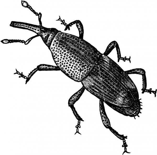 preview Weevil clipart
