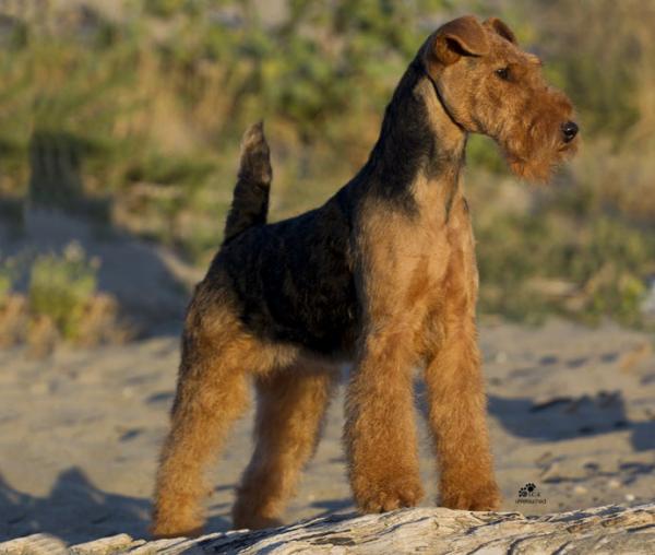 preview Welsh Terrier coloring