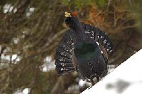 preview Western Capercaillie coloring