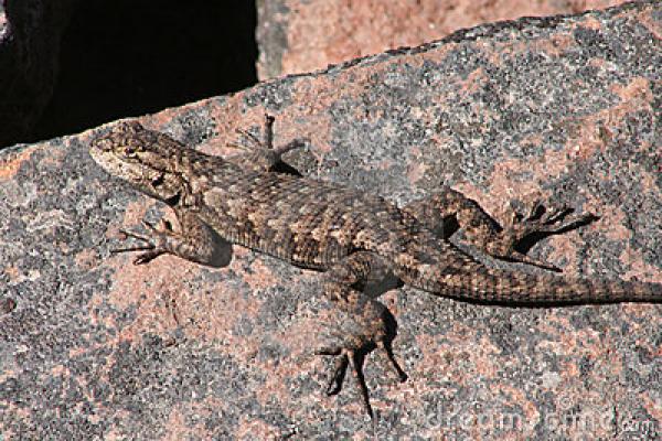 preview Western Fence Lizard clipart
