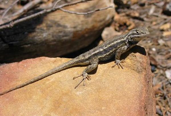 preview Western Fence Lizard coloring