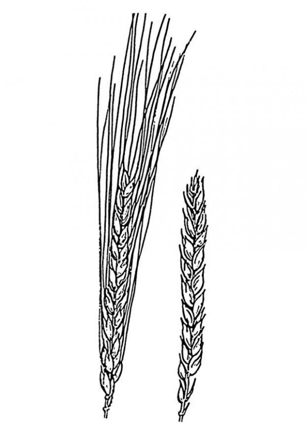 preview Wheat coloring