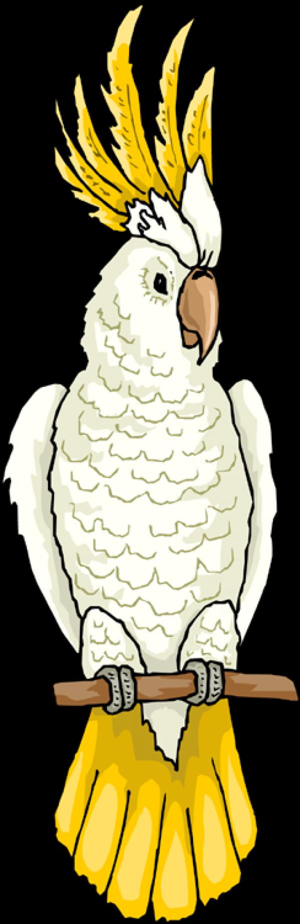 preview White Cockatoo clipart