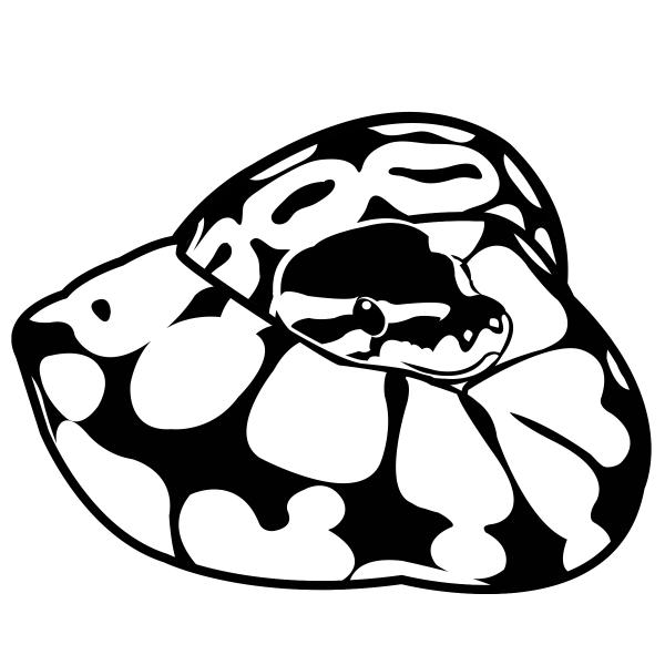 preview White Python clipart