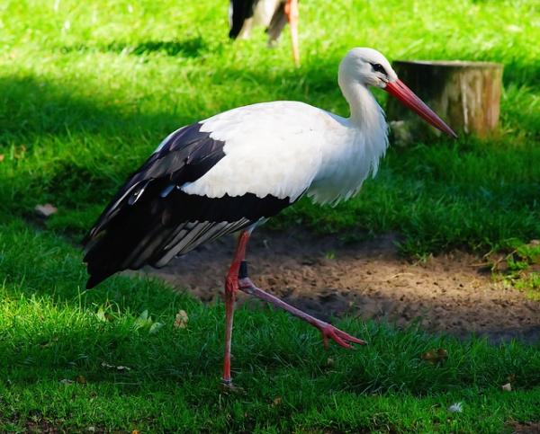 preview White Stork svg
