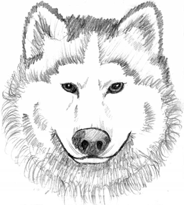 preview White Wolf clipart