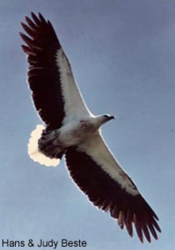 White-bellied Sea Eagle coloring