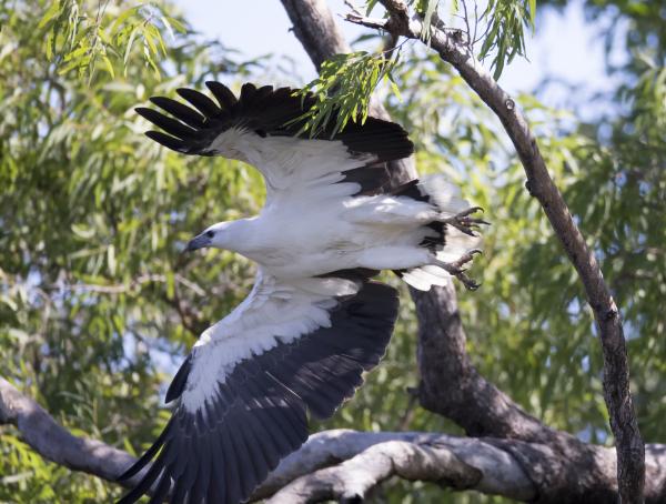 preview White-bellied Sea Eagle svg