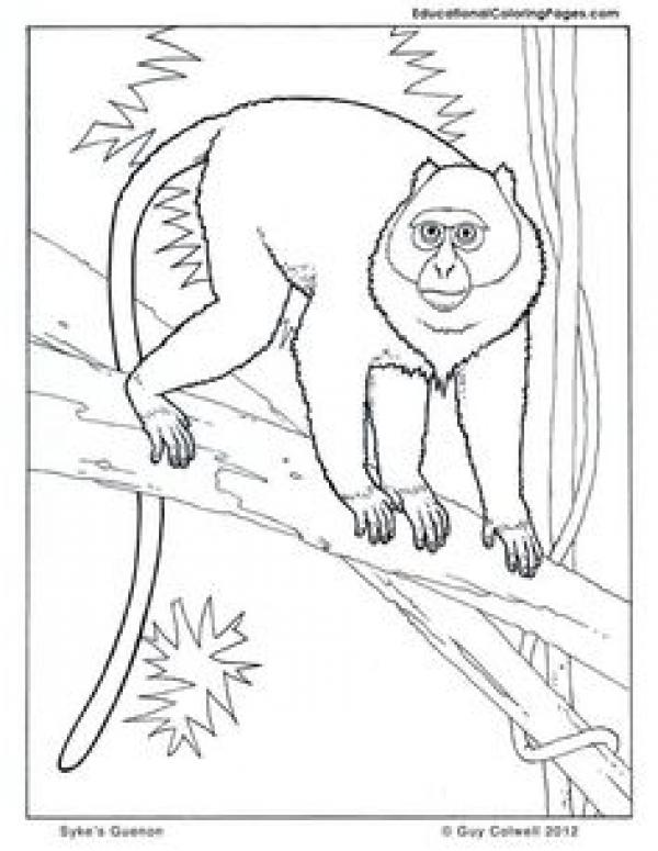 White-faced Guenon coloring