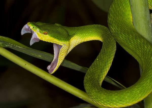 preview White-lipped Pit Viper coloring
