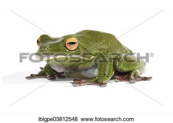 preview White-lipped Tree Frog clipart