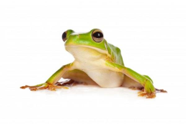 preview White-lipped Tree Frog svg