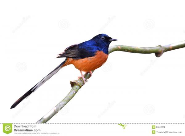 preview White-rumped Shama clipart