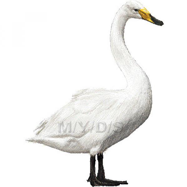 preview Whooper Swan clipart