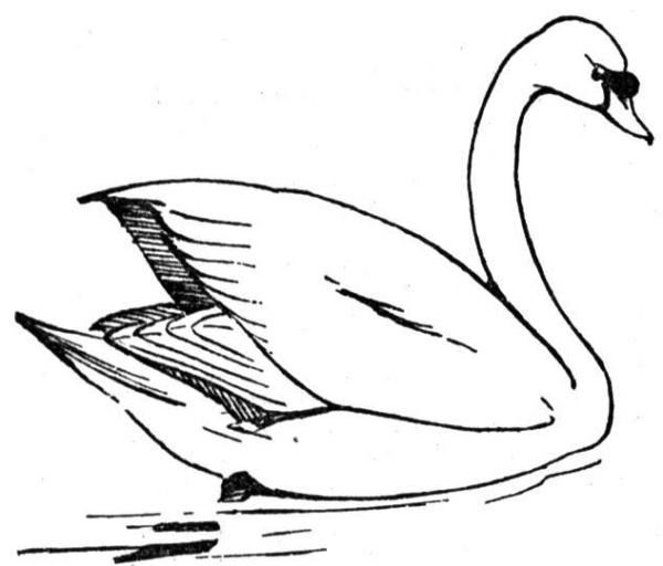 preview Whooper Swan coloring