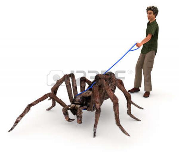 preview Wolf Spider clipart