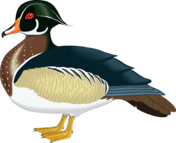 preview Wood Duck clipart