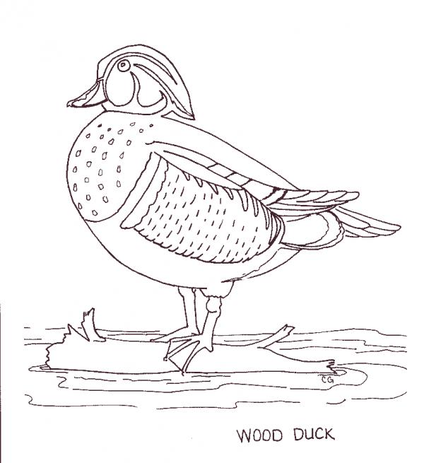 Wood Duck coloring