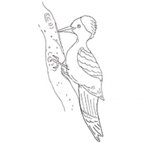 preview Woodpecker coloring