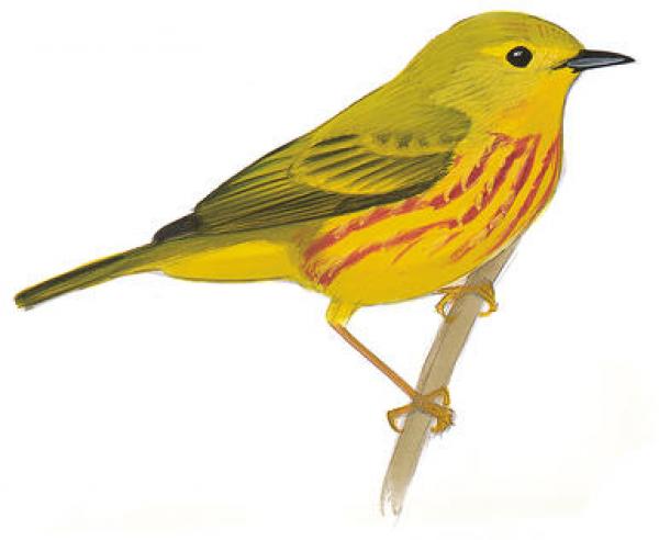 preview Yellow Warbler clipart