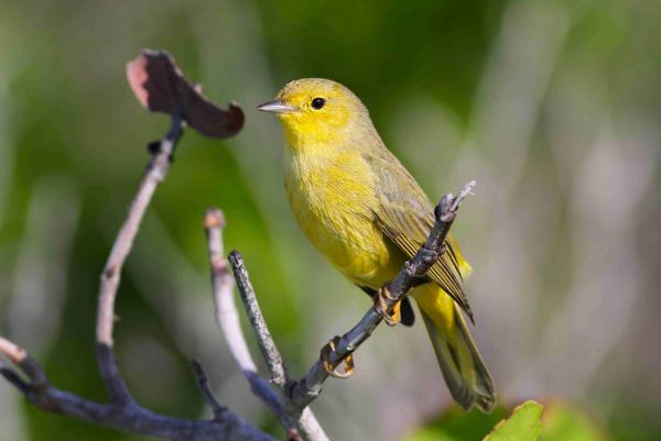 preview Yellow Warbler svg