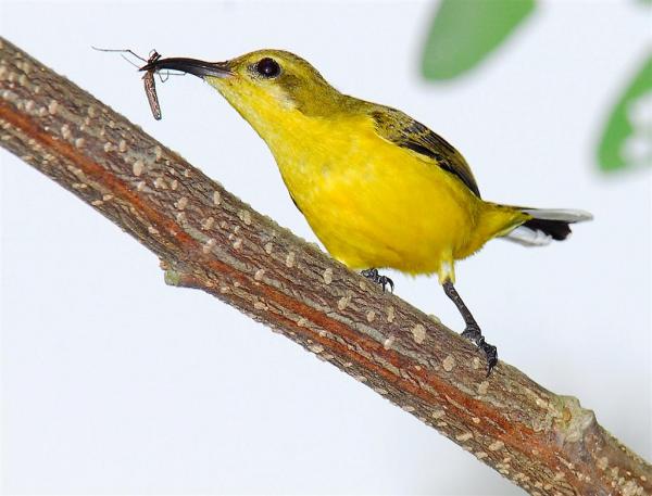 preview Yellow-bellied Long-bill svg