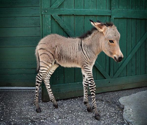 preview Zonkey clipart
